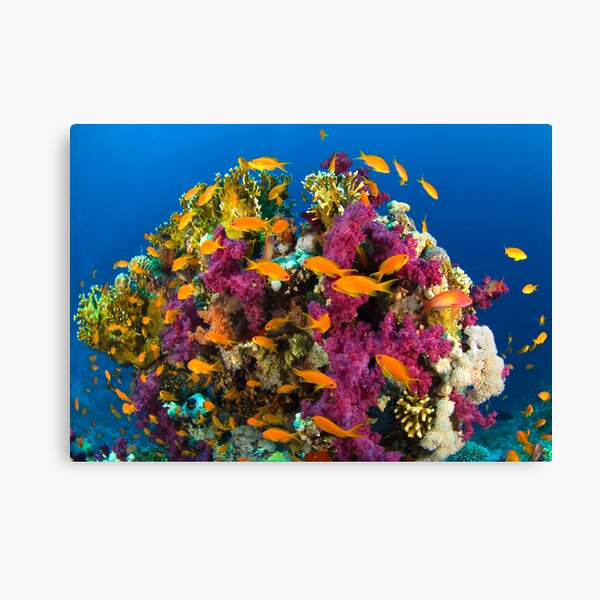 Coral Reef Canvas Print