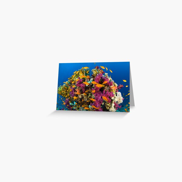 Coral Reef Greeting Card