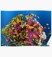Coral Reef Poster