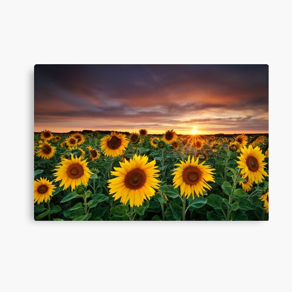 Here comes the Summer Canvas Print