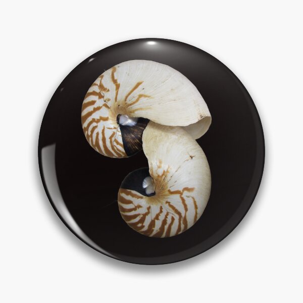 Item preview, Nautilus Shell - photography by Avril Thomas - Adelaide / South Australia Artist designed and sold by AvrilThomasart.