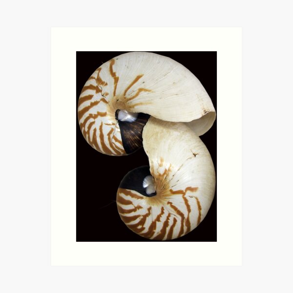 Item preview, Nautilus Shell - photography by Avril Thomas - Adelaide / South Australia Artist designed and sold by AvrilThomasart.
