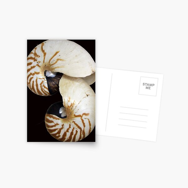 Nautilus Shell - photography by Avril Thomas - Adelaide / South Australia Artist Postcard