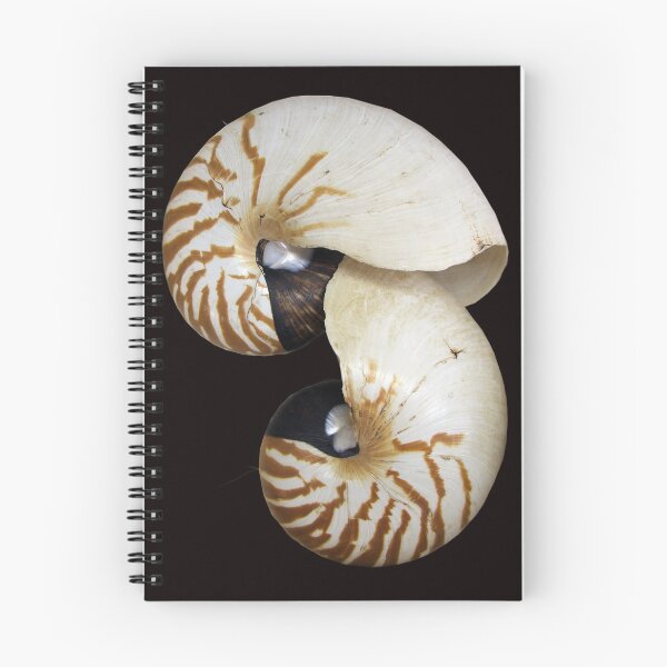 Item preview, Nautilus Shell - photography by Avril Thomas - Adelaide / South Australia Artist designed and sold by AvrilThomasart.
