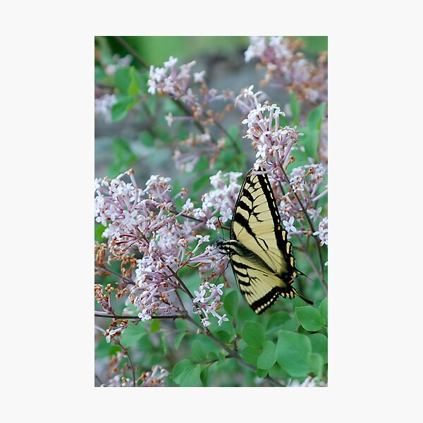 toasted swallowtail Photographic Print