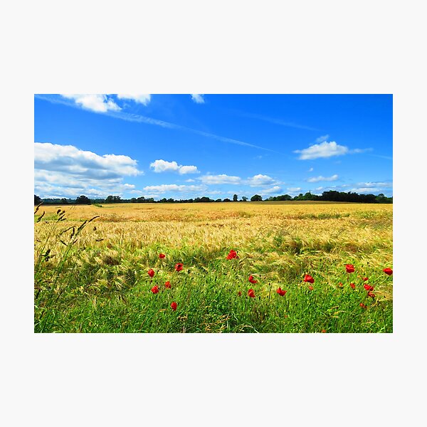 Item preview, Fields of Gold designed and sold by kalwhite.