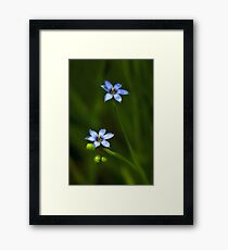 Blue Framed Print