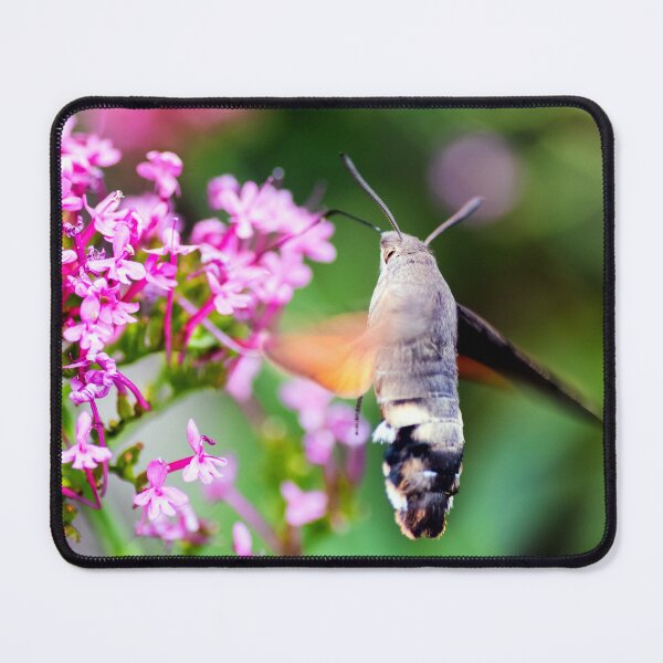 Item preview, Hummingbird Hawk-moth butterfly sphinx insect flying on valerian pink flowers designed and sold by Grégory DUBUS.