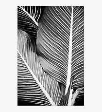 Tropical Leafs Fotodruck