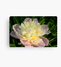 Pink Sorbet Canvas Print