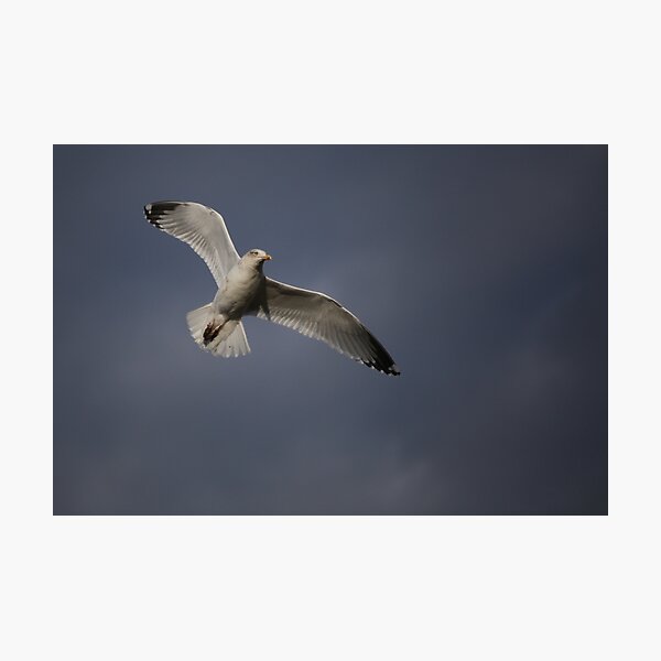 Item preview, Herring Gull designed and sold by larry flewers.