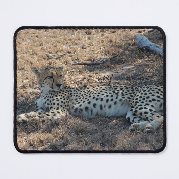 Item preview, Cheetah Kruger National Park  designed and sold by ourphotographs.