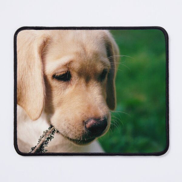 Item preview, Cute retriever puppy designed and sold by riku05830.