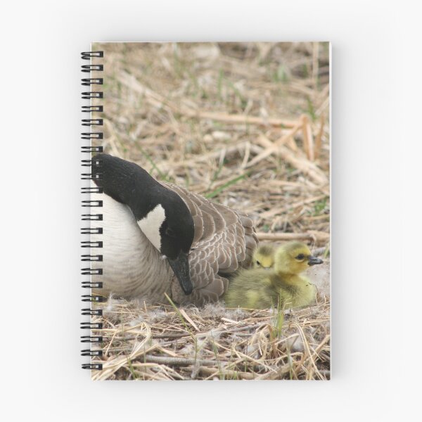 Item preview, Female Canada Goose Watching Goslings designed and sold by rhamm.