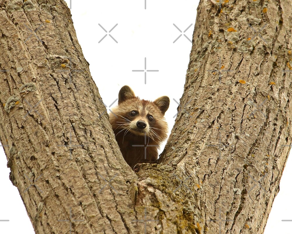 "Slingshot Candidate " by Heather King Redbubble