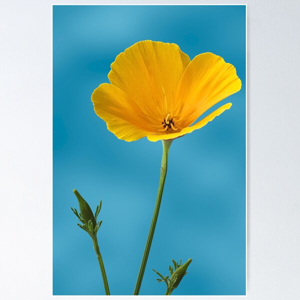 Item preview, Eschscholzia designed and sold by Creative by Design.
