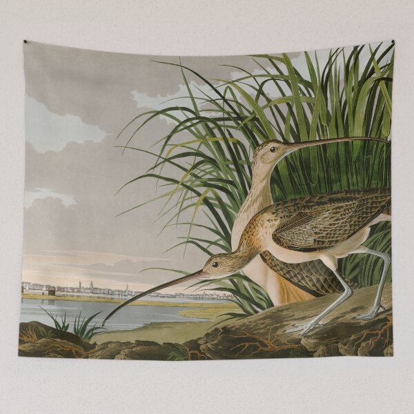 Item preview, Long-billed Curlew John James Audubon Birds of America designed and sold by Natural History Prints.