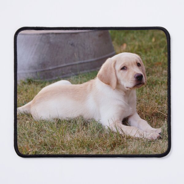 Item preview, Retriever puppy resting in the grass designed and sold by riku05830.