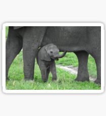 Baby African Elephant with mother Sticker