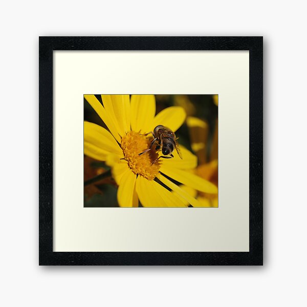 Buzzzzzy! Framed Art Print