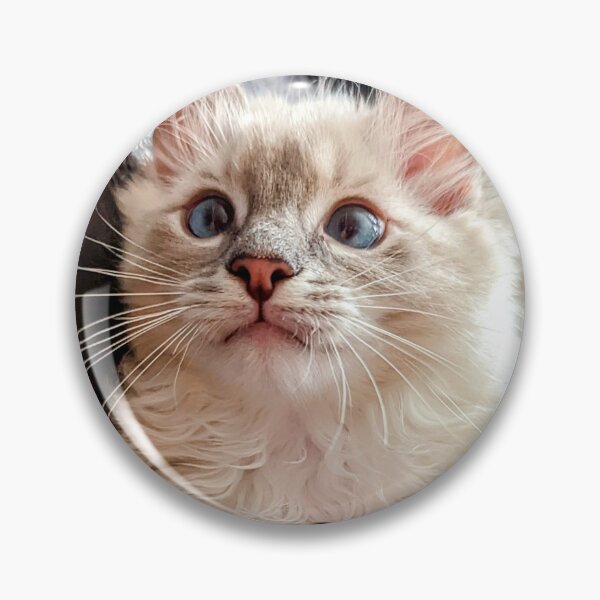Item preview, Handsome ragdoll kitten designed and sold by Fluffycat2020.