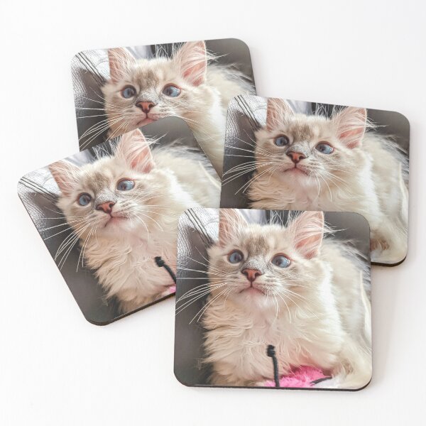 Item preview, Handsome ragdoll kitten designed and sold by Fluffycat2020.