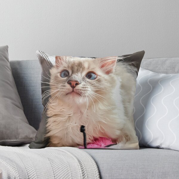 Item preview, Handsome ragdoll kitten designed and sold by Fluffycat2020.