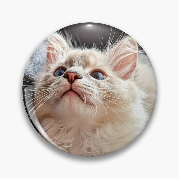 Item preview, Handsome ragdoll kitten designed and sold by Fluffycat2020.