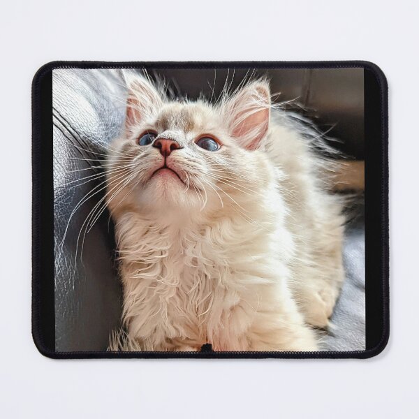 Item preview, Handsome ragdoll kitten designed and sold by Fluffycat2020.