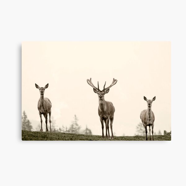 the animals Canvas Print