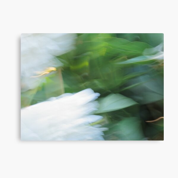 Abstract White Peonies Canvas Print