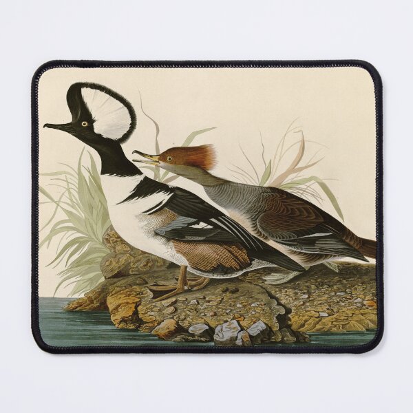 Item preview, Hooded Merganser - John James Audubon Birds of America designed and sold by Natural History Prints.