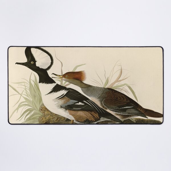 Item preview, Hooded Merganser - John James Audubon Birds of America designed and sold by Natural History Prints.