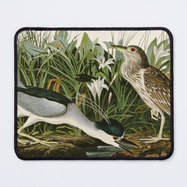 Item preview, Night Heron - John James Audubon Birds of America designed and sold by Natural History Prints.