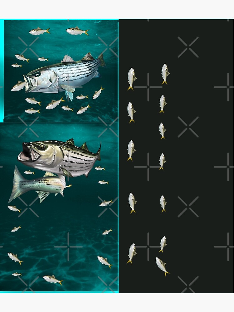 Discover Striped Bass (Rockfish) Striking a Menhaden | Backpack