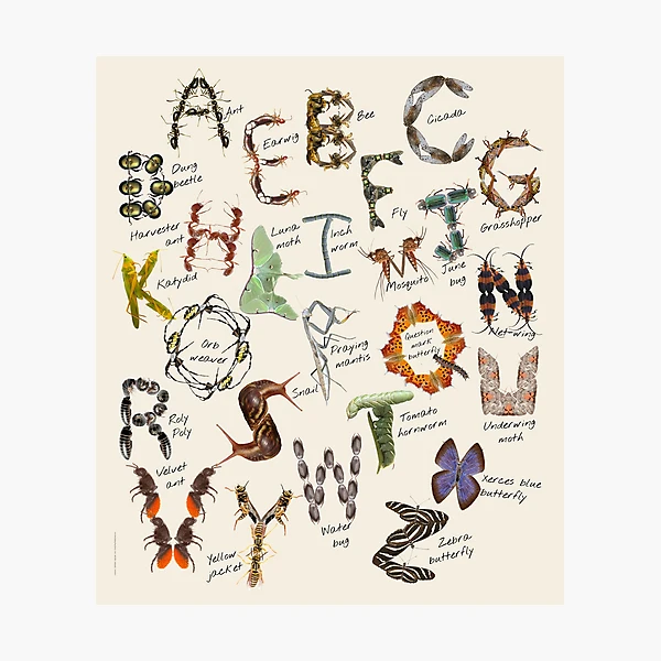 洋楽 bugs in amber rocketship letters 洋楽 bugs in amber rocketship letters 洋楽 bugs in amber