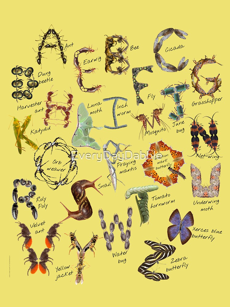 Insect Alphabet | Bug Alphabet | Phonetic Bug Lover ABCs