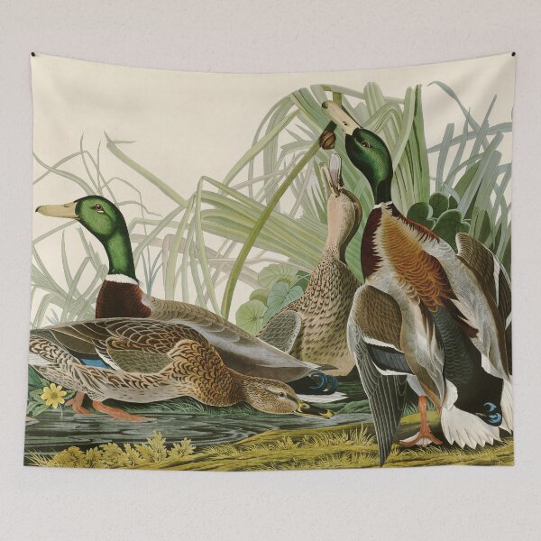 Item preview, Mallard Duck - John James Audubon Birds of America designed and sold by Natural History Prints.