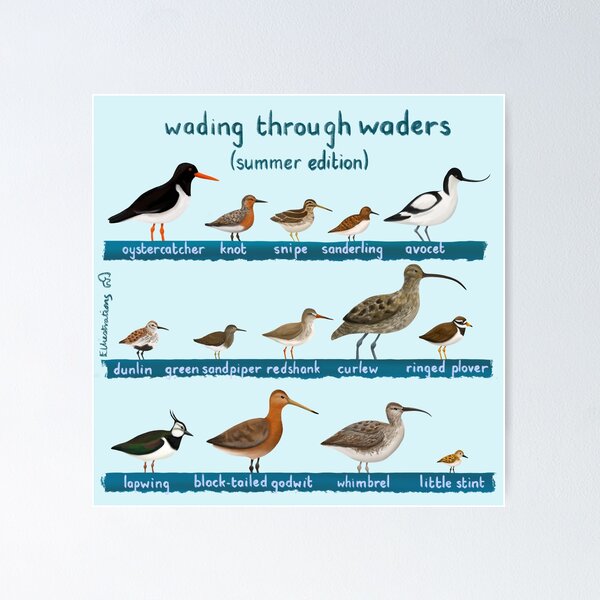 Item preview, Wading through Waders designed and sold by Elliestrations.