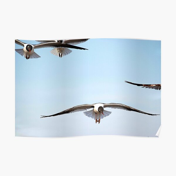 Flight Pattern Poster