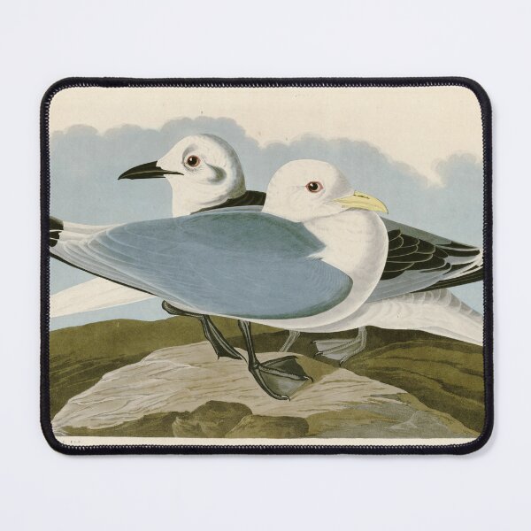 Item preview, Kittiwake Gull - John James Audubon Birds of America designed and sold by Natural History Prints.