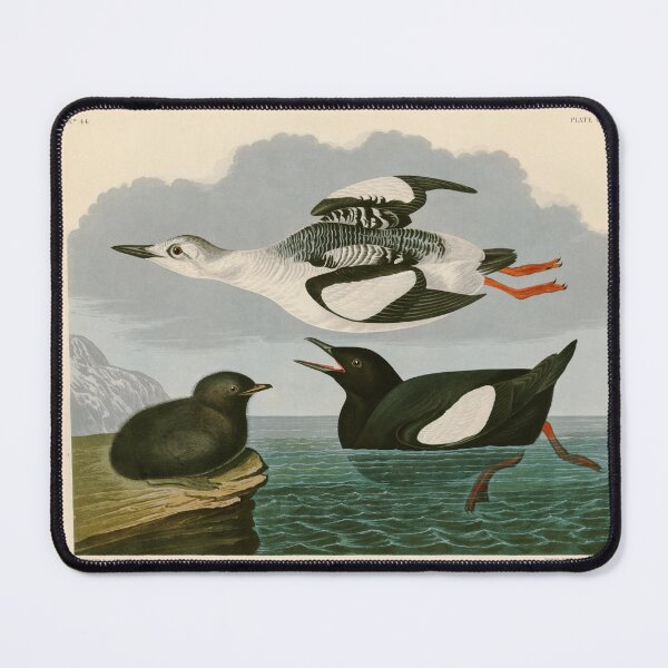 Item preview, Black Guillemot - John James Audubon Birds of America designed and sold by Natural History Prints.