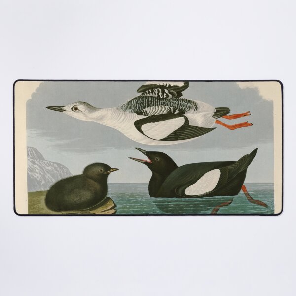 Item preview, Black Guillemot - John James Audubon Birds of America designed and sold by Natural History Prints.
