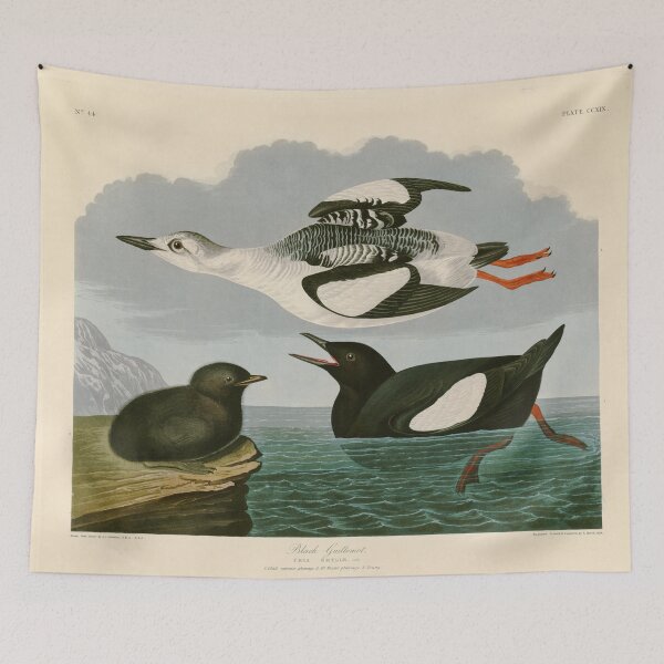 Item preview, Black Guillemot - John James Audubon Birds of America designed and sold by Natural History Prints.