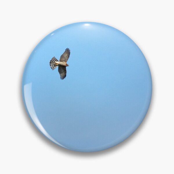 Item preview, Danger in the sky. Eurasian sparrowhawk designed and sold by Jouko Lehto Photography.