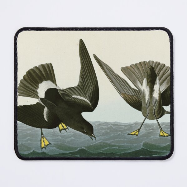 Item preview, Stormy Petrel - John James Audubon Birds of America designed and sold by Natural History Prints.