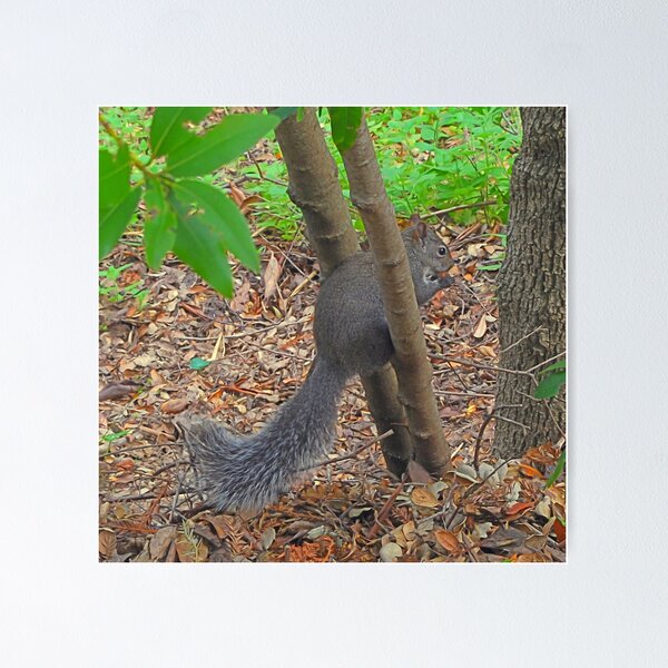 Item preview, Squirrel Olympics tryouts designed and sold by Lenny La Rue, IPA.