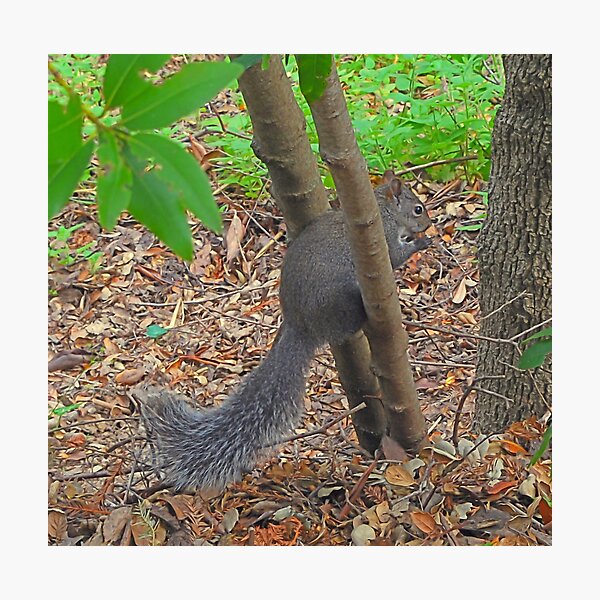 Item preview, Squirrel Olympics tryouts designed and sold by Lenny La Rue, IPA.