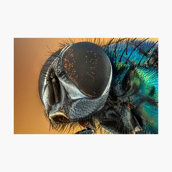 Item preview, A fly on the wall designed and sold by Rebel-Lizzie.