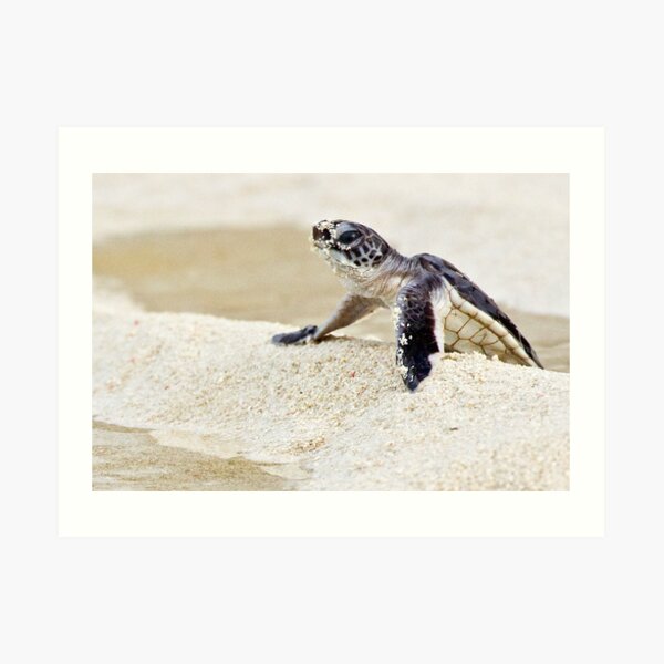 Baby green sea turtle Art Print